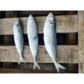 HACCP Block BQF mackerel and frozen pacific horse mackerel fish